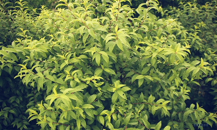 基地種植韓國蜜蜜果（???）