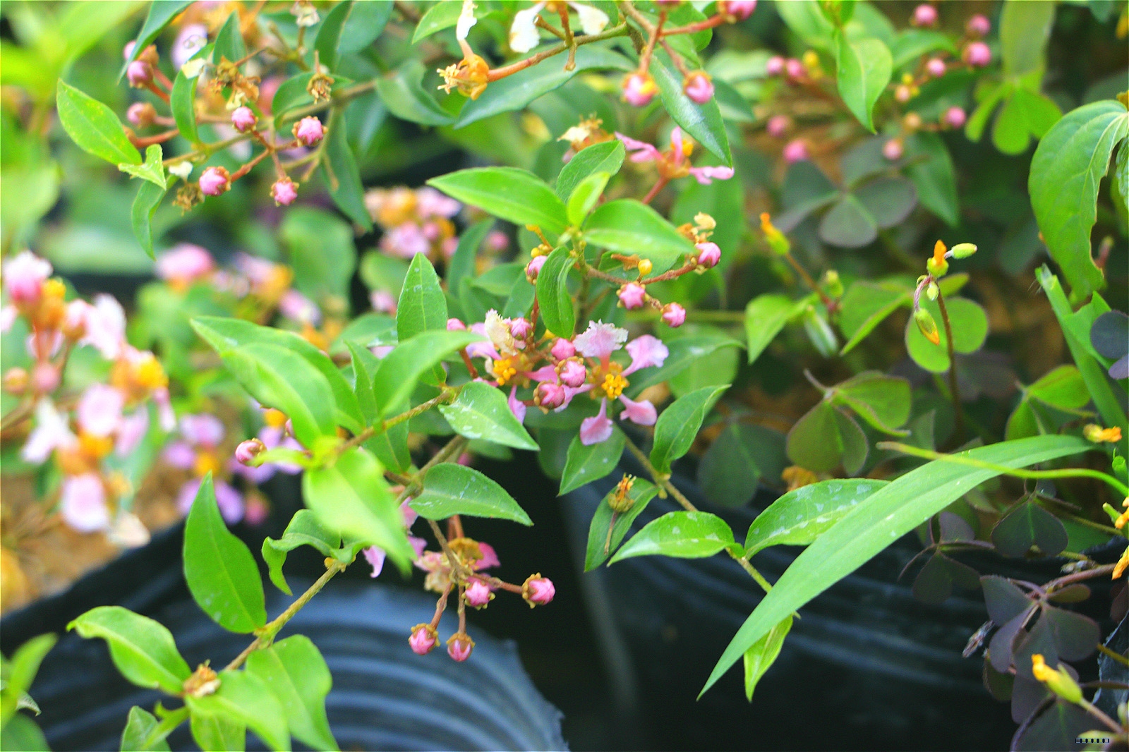 基地種植西印度櫻桃苗