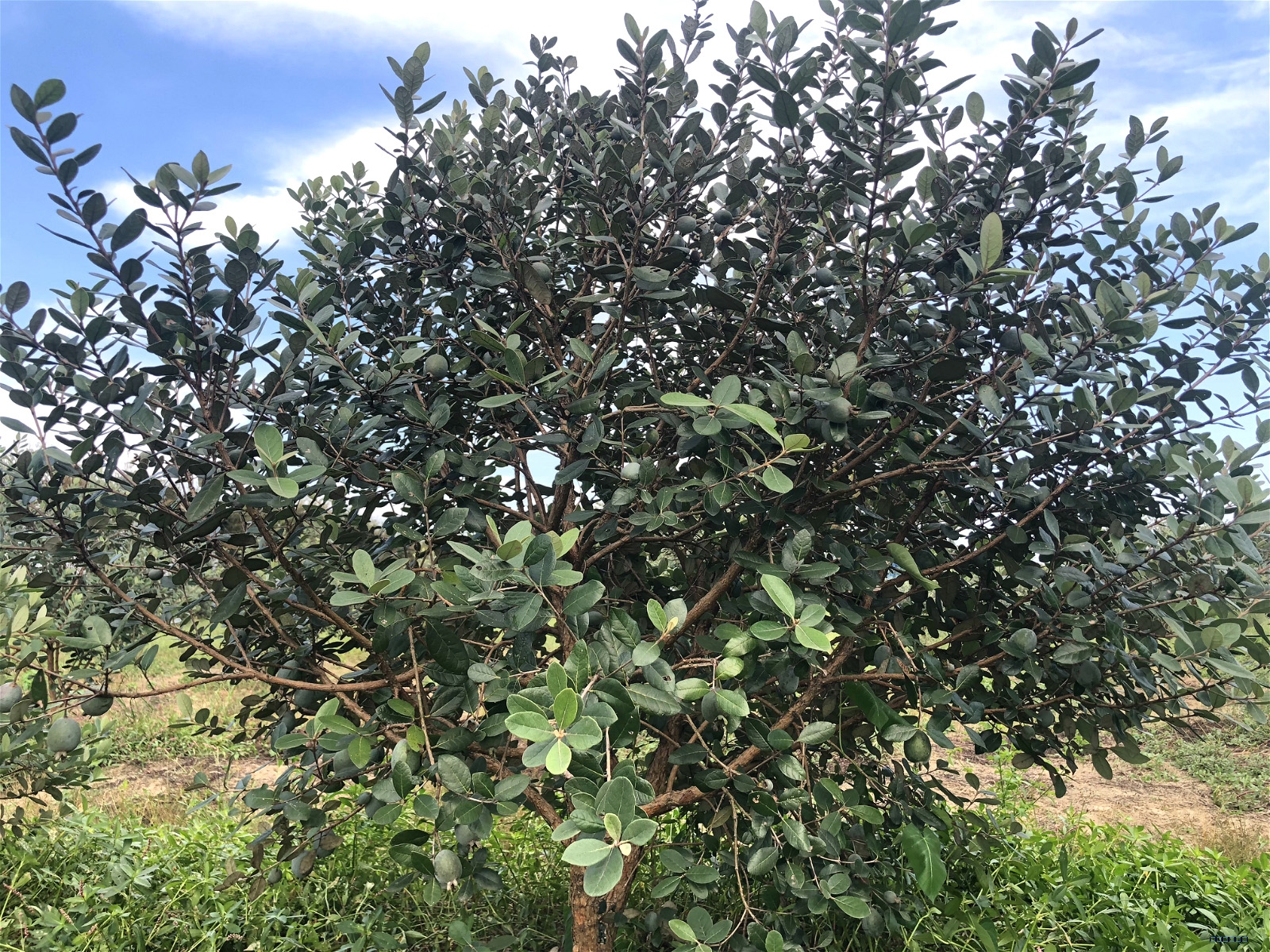 特色香化、綠化、常綠果樹--菲油果