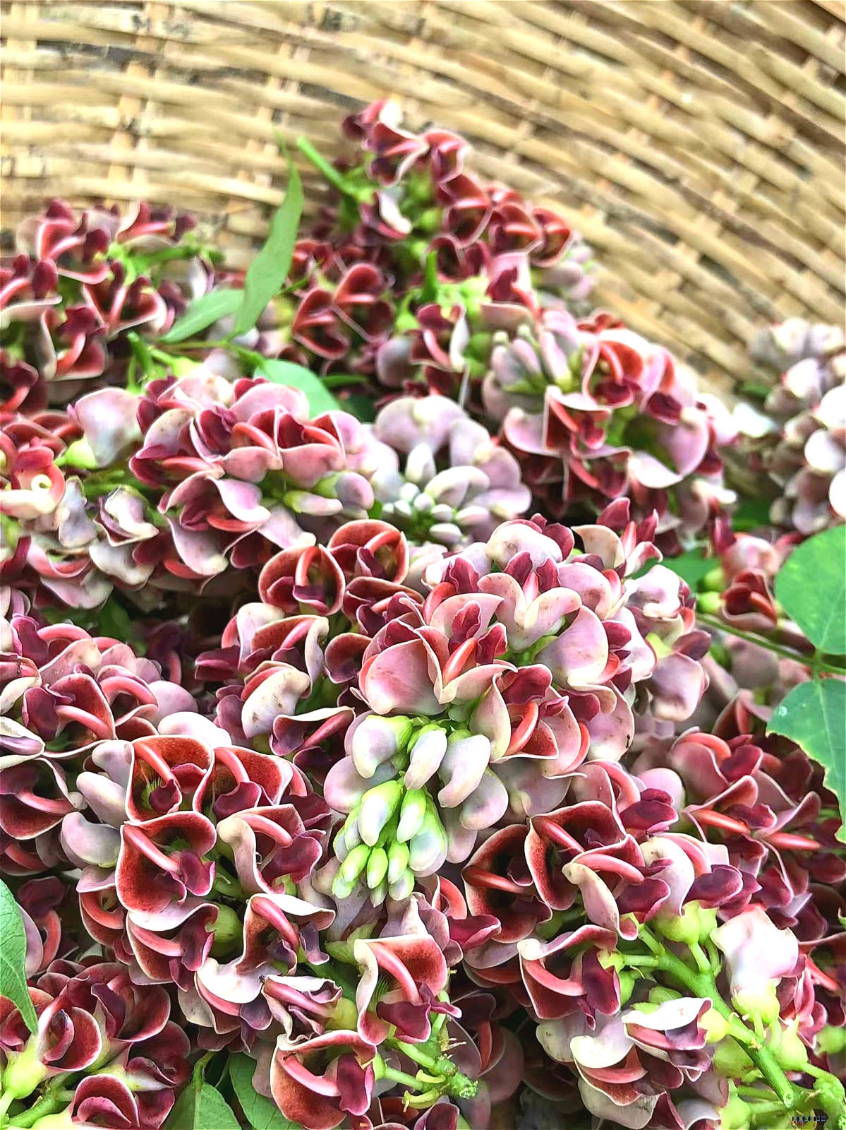 基地種植香地栗 藤蔓遠看像豆角 塊莖形似馬鈴薯